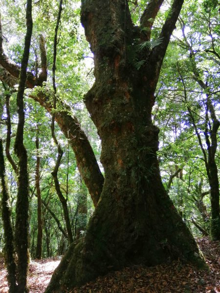 花蓮秀林~巨木森林。#86小百岳卡拉寶山1035556