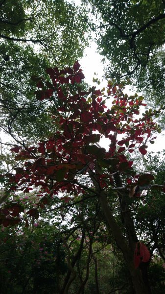 高峰植物園684196