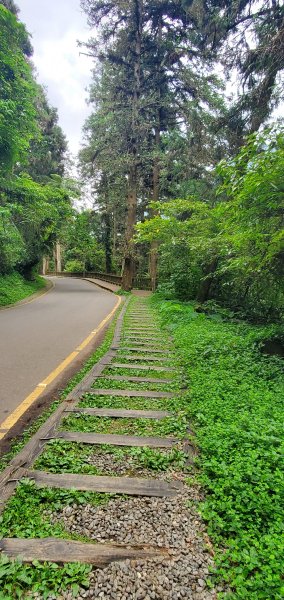 2024-05-19溪頭自然教育園區2508024