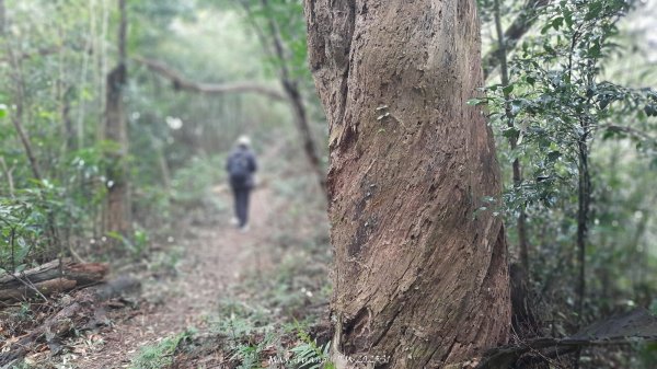 《苗栗》台鐵舊山線｜三義勝興鐵道覓境及挑柴古道O繞202501192693534