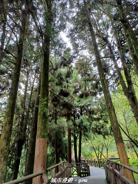 【嘉義阿里山鄉】 在雲霧中汲取滿滿的芬多精。 小百岳集起來。編號59小百岳~塔山步道 (大塔山)1769194