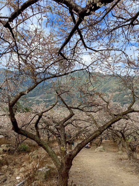 🌈1/17（六）蔡家古厝賞梅×梅子夢工廠×車埕老街✨FB：熊熊趴爬走🌈2983913