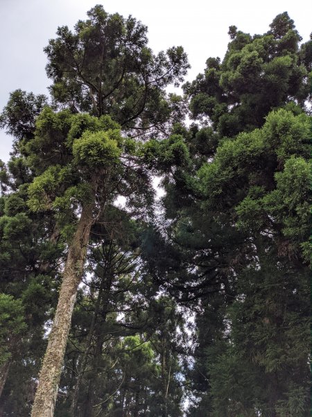 東眼山國家森林遊樂區1055998