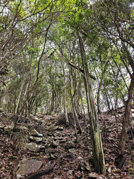 波津加山-谷關七雄(老四)3015176