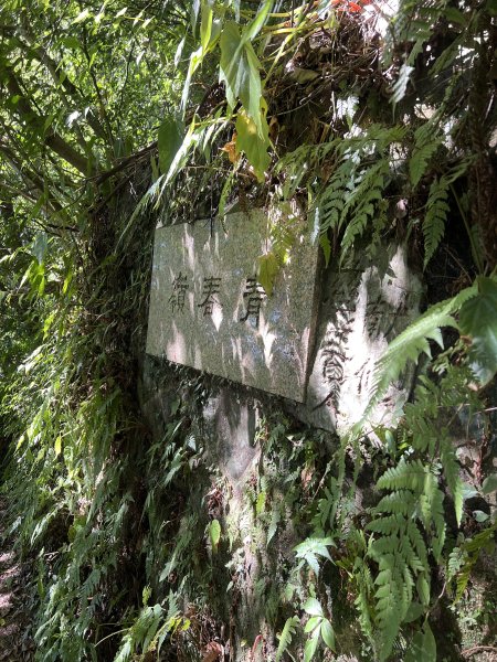 2025山之精靈2910556