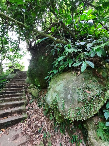 20230722 頂山石梯嶺縱走坪頂古圳，聖人瀑布2227217