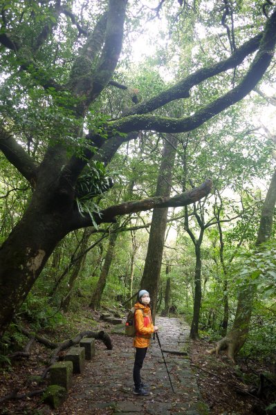 台北大縱走第一段 關渡-忠義山-貴子坑-面天坪-二子坪1609735