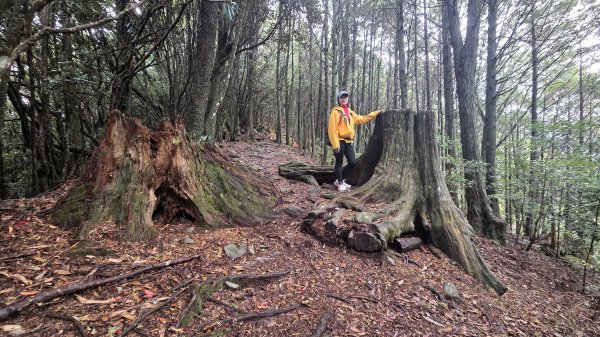 環繞在楓紅巨木和滿山翠綠的鞍馬山及大雪山小神木森林步道的悠哉山行記2996748