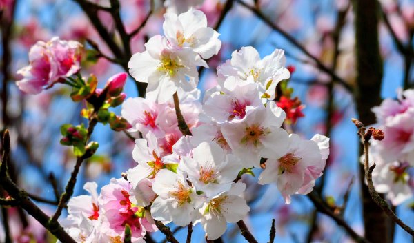 十八份拐圳,陽峰古道,花鐘3017695