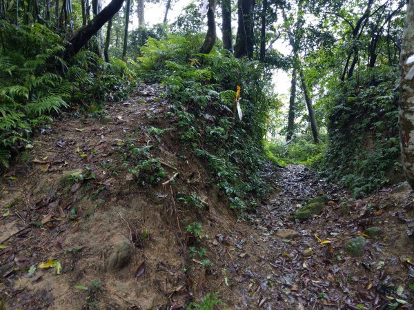 石牛山(小百岳)迷霧中登頂及陡坡探險之旅903829