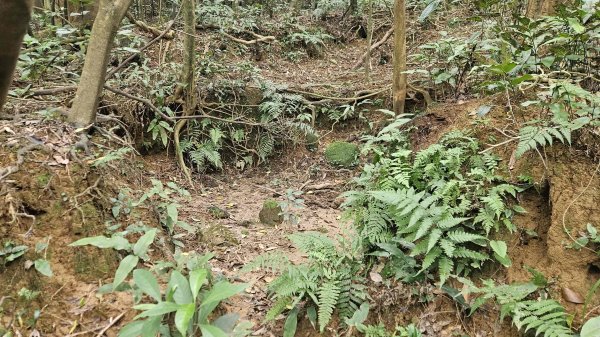 20260224興基坑古道-淡基橫斷古道-界寮縱走o型3007567