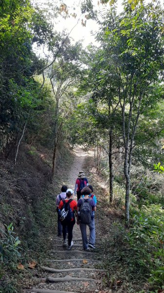 《台中》枕木黑松｜大坑步道5_1上5下202210291893401