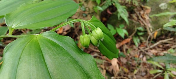 2025/05/01-凌空廊道上李崠山2775476