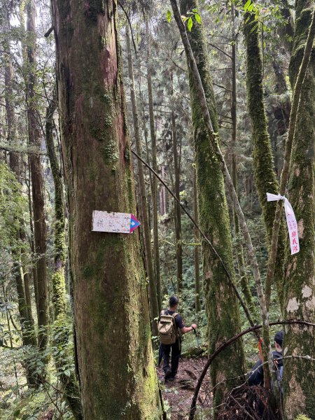 88嶺頭山金柑樹忘憂森林115.09.183125185
