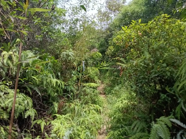 汐止區夢湖保線路+單車夢湖路O型2894090