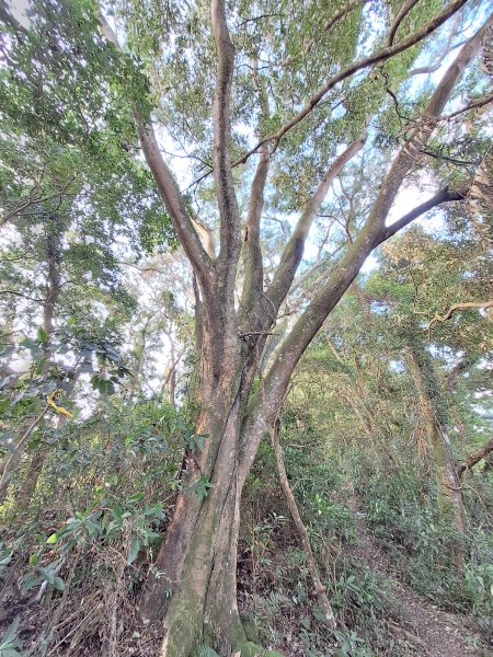 關西赤柯山+東西獅頭山+馬福山+玉山O型2670802