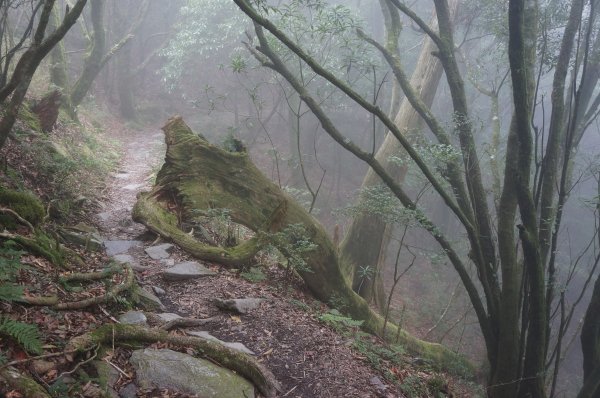 無與倫比的臺灣鐵杉與雲海～北大武山1125148