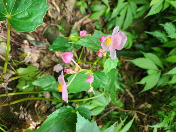 大屯溪古道2974960