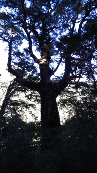 超越自我奇萊南華行24200