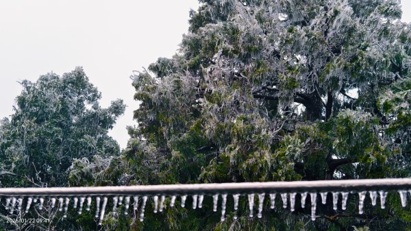 #太平山 #望洋山 #霧淞 1/22