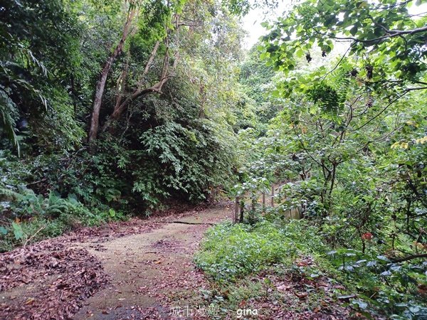 【台中霧峰】低海拔生態林相悠美。 奧山步道、桐林花廊步道、樟樹林步道、北坑溪步道O繞2570478