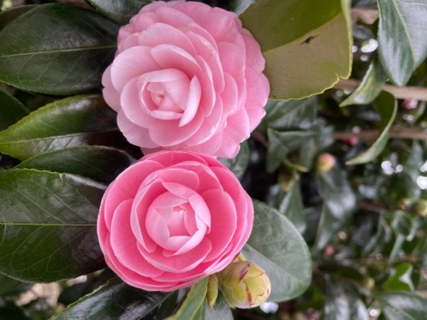 青潭越嶺政大-賞梅花🌸安坑🐦嘴四秀2691664