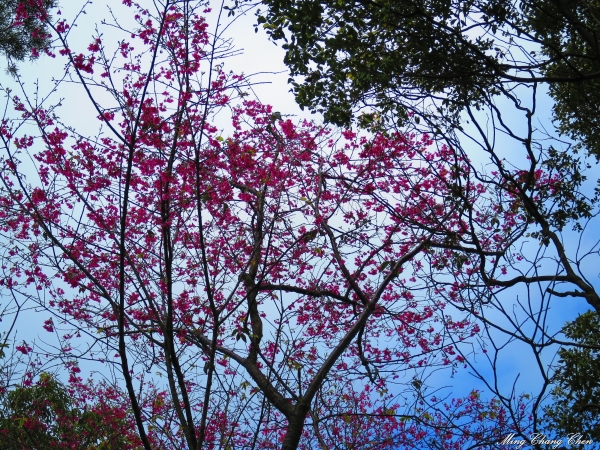 20150201~文筆山-將軍領-五城山-太極嶺-山中湖賞櫻花~桐花公園12910