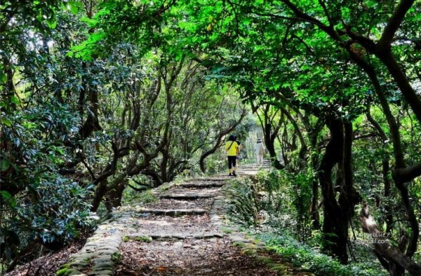 【彰化】走綠蔭步道.賞平原美景:百果山-隴頂古道-萬里長城步道O形