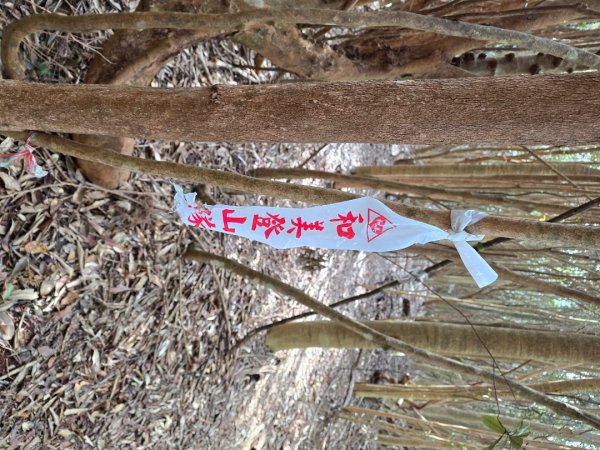 蝶夢八唐（裡冷登山口往返）八仙山出雲海下山順賞富士櫻2722729
