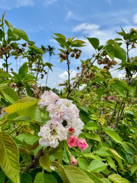 追逐139的金黃花海/相思樹 順訪崩坎山 松子嶺 樟普寮山 西施厝坪山和小百岳橫山3046415