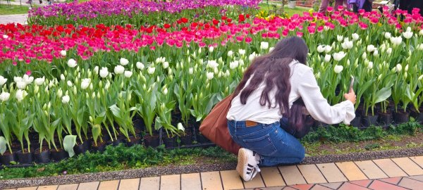 #士林官邸 #鬱金香 #碧山巖 #椿寒櫻 #國父紀念館 #八重櫻 3/5 #三層崎 #嗄嘮別 3/63010401