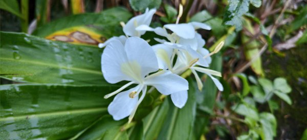 2025/11/22_五指山橫向登山步道+仙洞步道 O型2944173