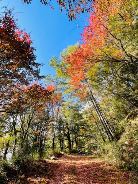 1101211大雪山230林道9.2k/雪山西稜登山口1546706