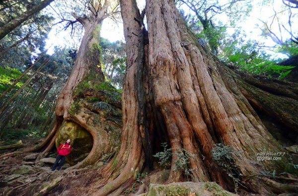 【嘉義】阿里山二萬坪黑森林樹海中的驚嘆號--樹抱石巨木(夫妻神木).順登二萬坪山