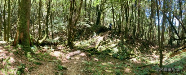 【谷關七雄】八仙山主峰步道2894876