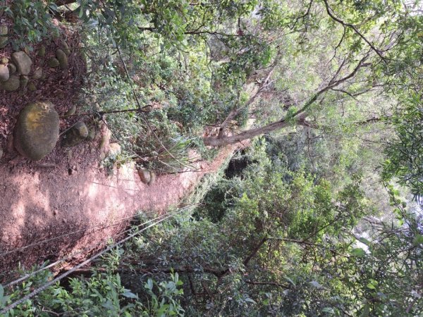 苗栗火炎山，南鞍古道O走3118400