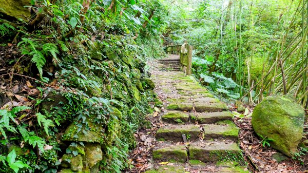 鵝尾梯田櫻花巷2989292