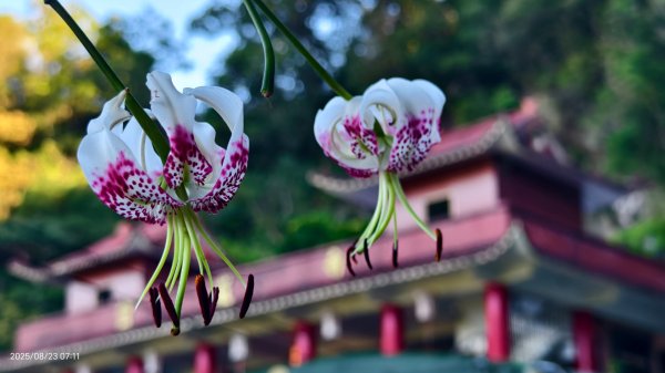 #二格山 #霞光 #日出 #艷紅鹿子百合 #大鳳蝶雄蝶 #紅花石蒜 #彼岸花 8/232867761