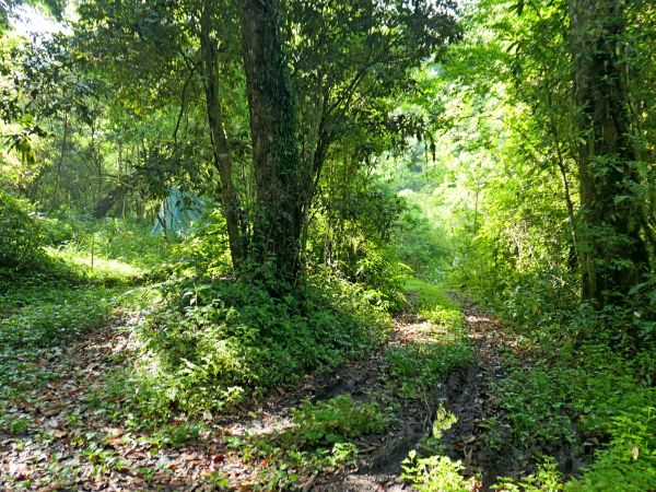 阿里山鄉神木之旅--拉拉喀斯1號神木及巨石神木348626