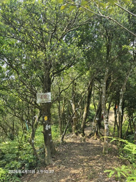 2026-04-11微笑山線：【二格山系】筆架連峰段3034591