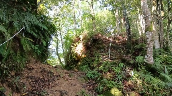 坪林區仁里坂橋-仁里坂山-金瓜寮土地公-仁里坂橋O型3132809