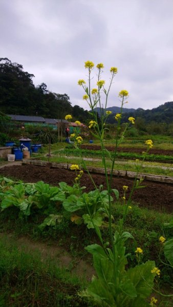璀璨百年淡蘭古道～崩山坑古道、溪尾寮山、保城坑古道、虎豹潭步道O走1313450