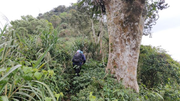笠頂山單攻西大武山(西北峰) 九星連珠搏命演出歷險記 2025年3月20日2739002