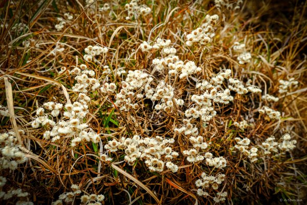 [冬訪大霸聖山岳參行]-榮耀桂冠B'bu' Papak聖稜精選輯2974849