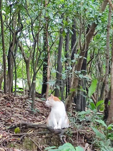 基隆情人湖老鷹岩大武崙-槓子寮2782589