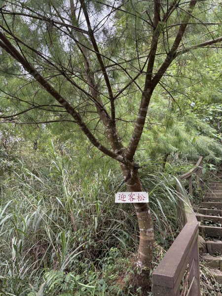 20250830台南關仔嶺大凍山步道2914714