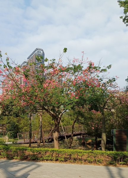 凹子底森林公園.高鼓山2652972