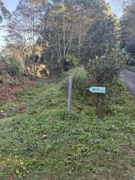 20251207藤枝山步道2957622