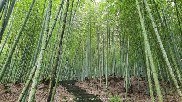 《雲林》望好望角｜石壁山嘉南雲峰步道(中側登山口）202506072805317