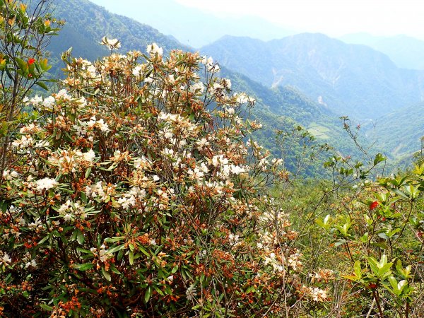 橫嶺山連走鳶嘴山2019/4/30575797